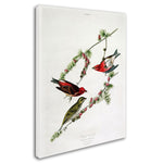 Trademark Fine Art 'Purple Finch' 14" x 19" Canvas Art