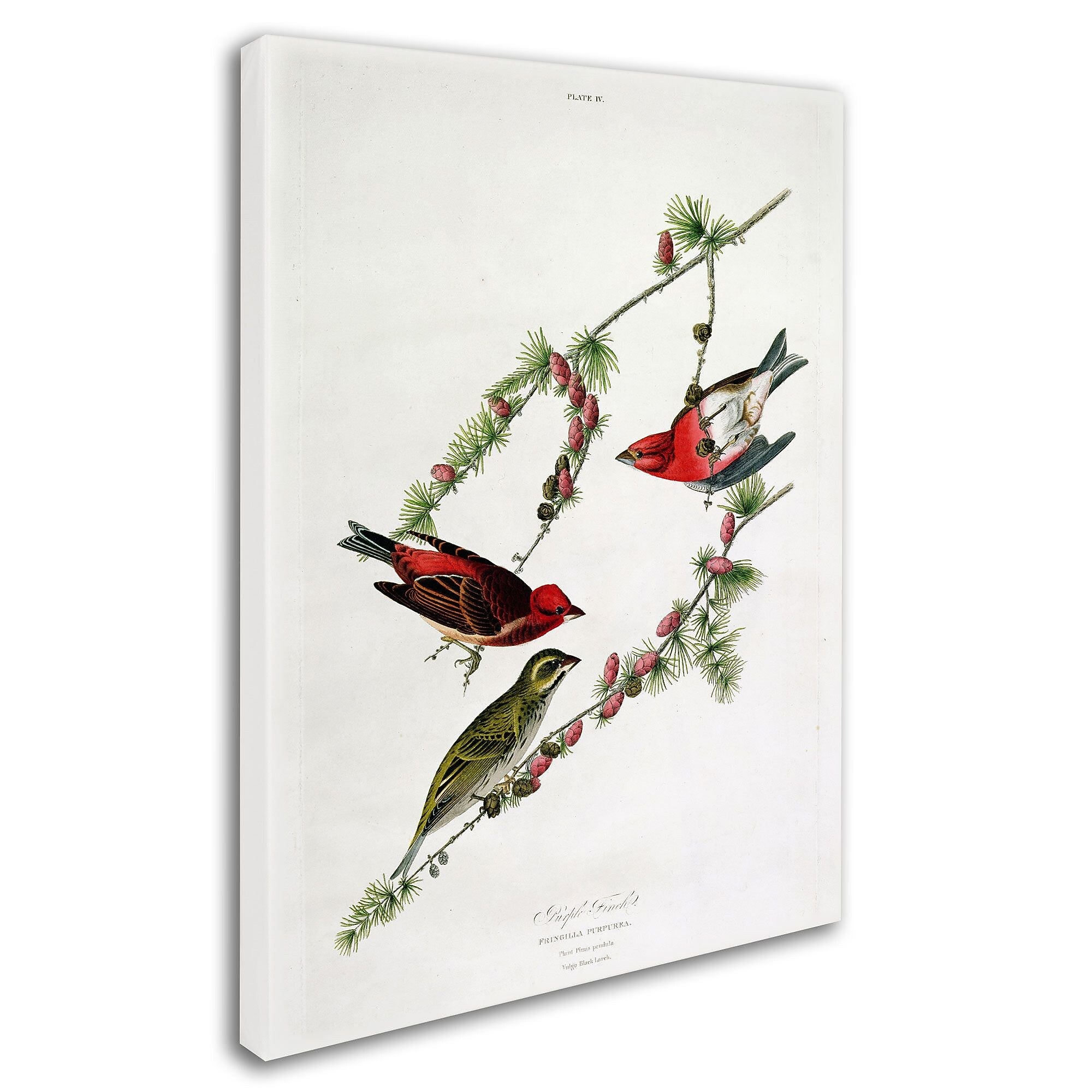 Trademark Fine Art 'Purple Finch' 14" x 19" Canvas Art