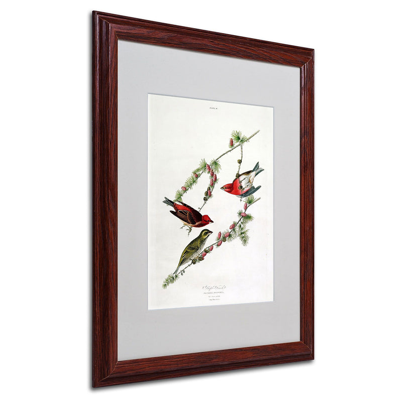 Trademark Fine Art 'Purple Finch' 16" x 20" Wood Frame Art