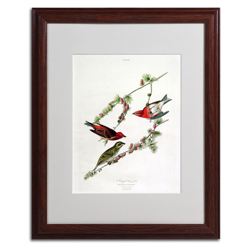 Trademark Fine Art 'Purple Finch' 16" x 20" Wood Frame Art