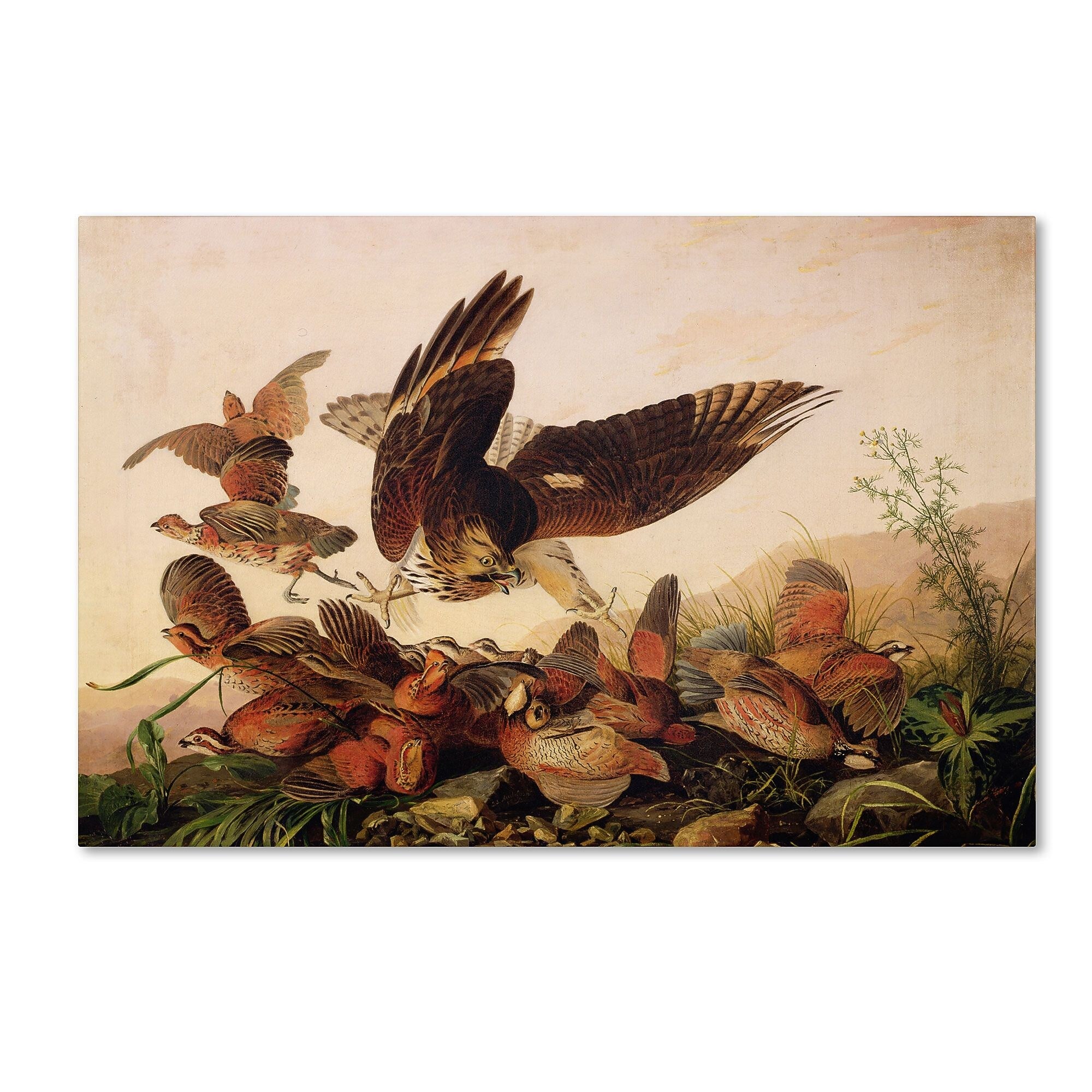 Trademark Fine Art 'Red-Shouldered Hawk' 16" x 24" Canvas Art