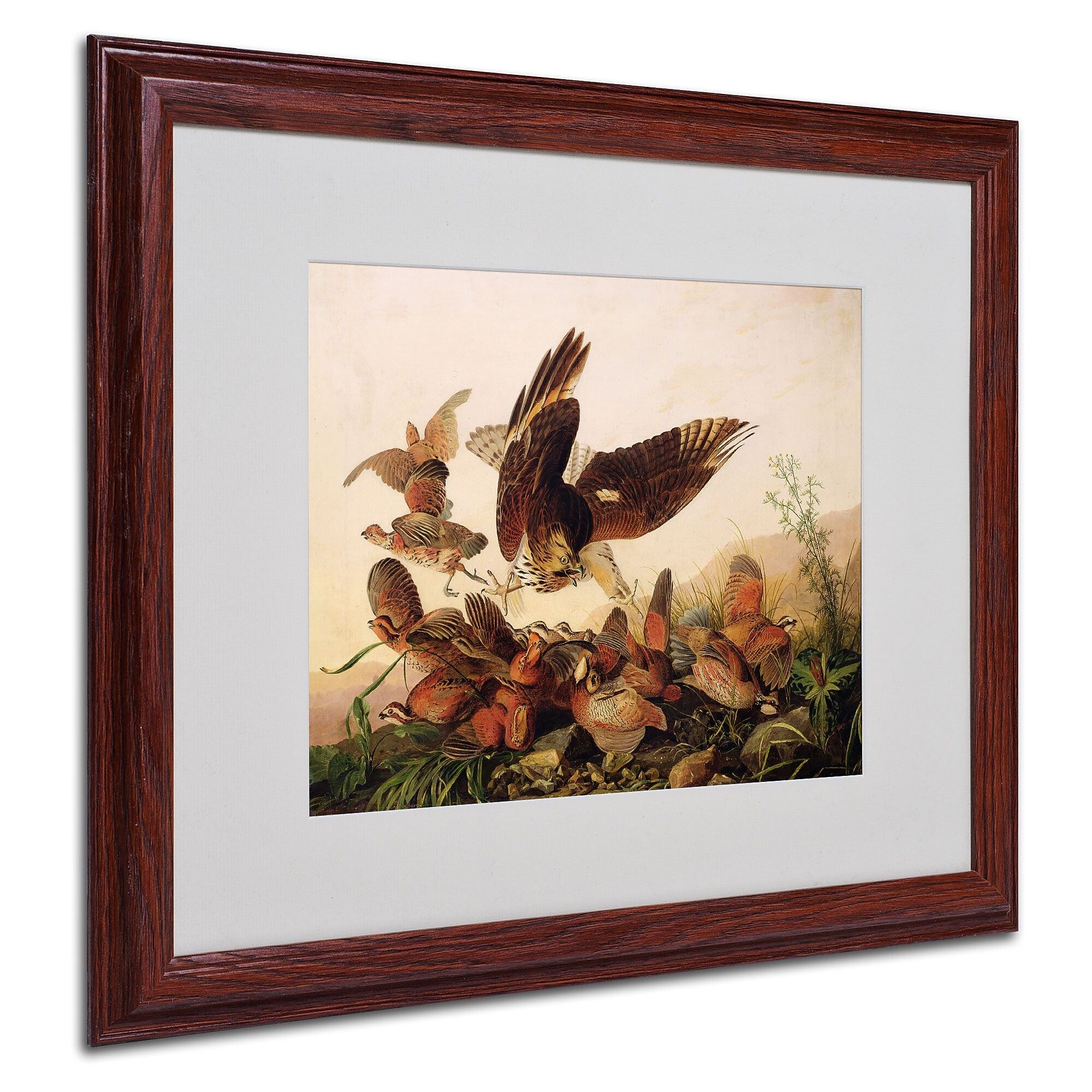Trademark Fine Art 'Red-Shouldered Hawk' 16" x 20" Wood Frame Art