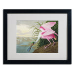 Trademark Fine Art 'Roseate Spoonbill' 16" x 20" Black Frame Art