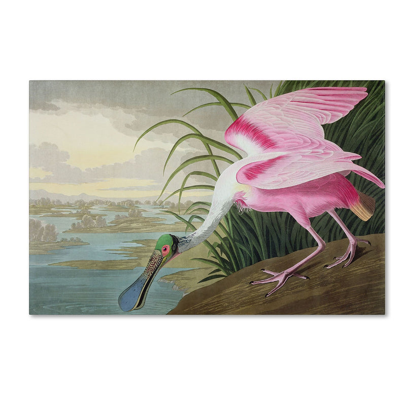 Trademark Fine Art 'Roseate Spoonbill' 22" x 32" Canvas Art