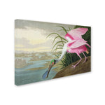 Trademark Fine Art 'Roseate Spoonbill' 16" x 24" Canvas Art