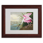 Trademark Fine Art 'Roseate Spoonbill' 11" x 14" Wood Frame Art