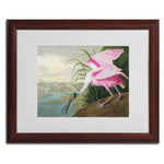Trademark Fine Art 'Roseate Spoonbill' 16" x 20" Wood Frame Art
