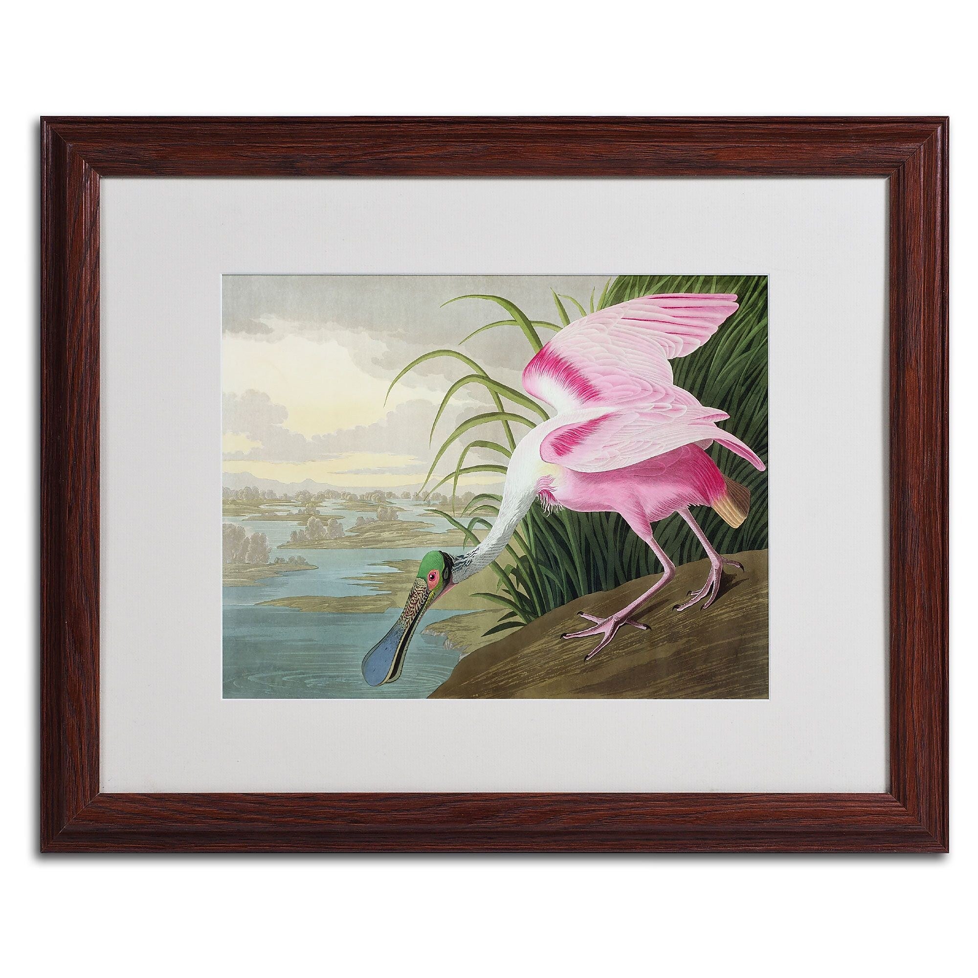 Trademark Fine Art 'Roseate Spoonbill' 16" x 20" Wood Frame Art