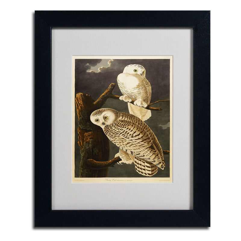 Trademark Fine Art 'Snowy Owl' 11" x 14" Black Frame Art