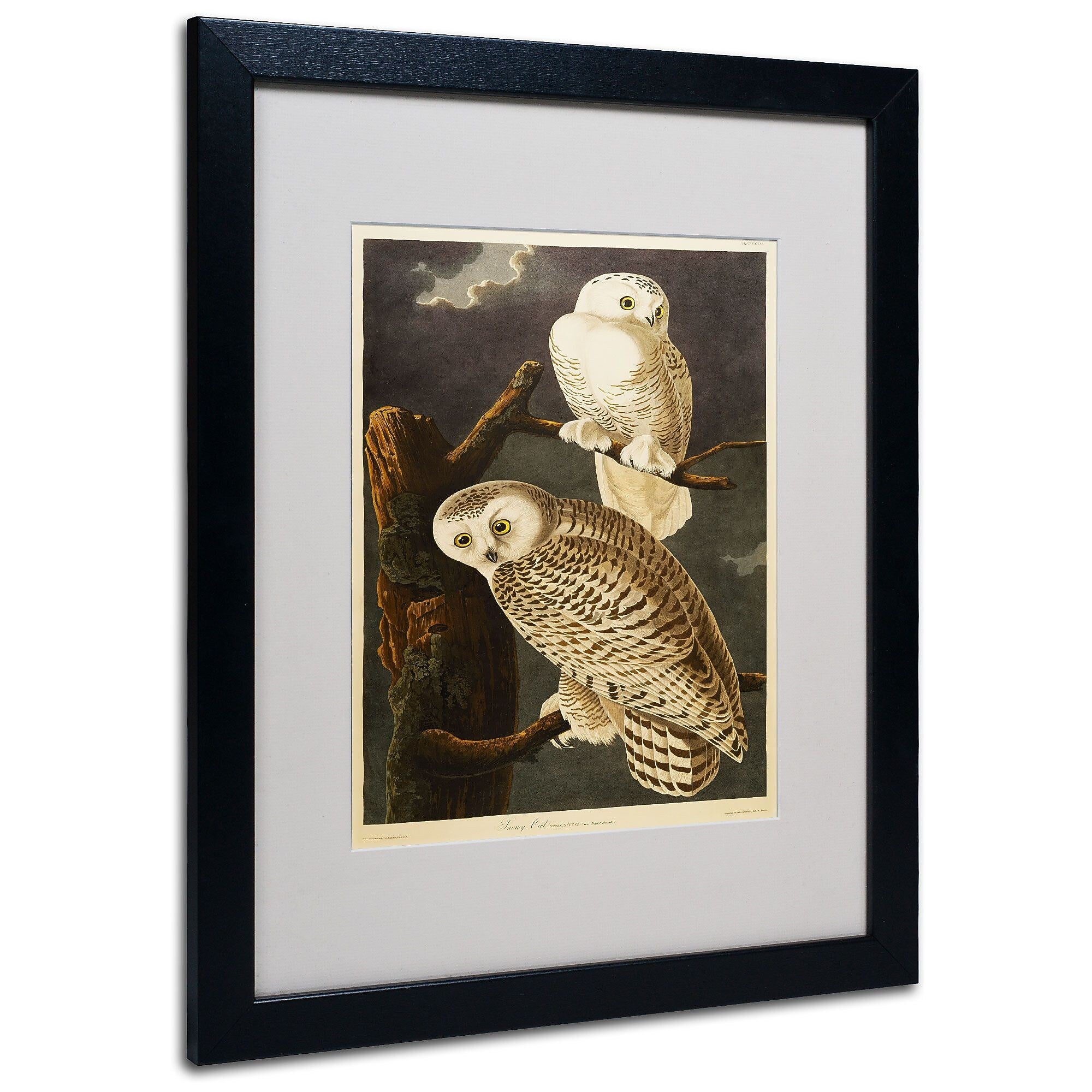 Trademark Fine Art 'Snowy Owl' 16" x 20" Black Frame Art