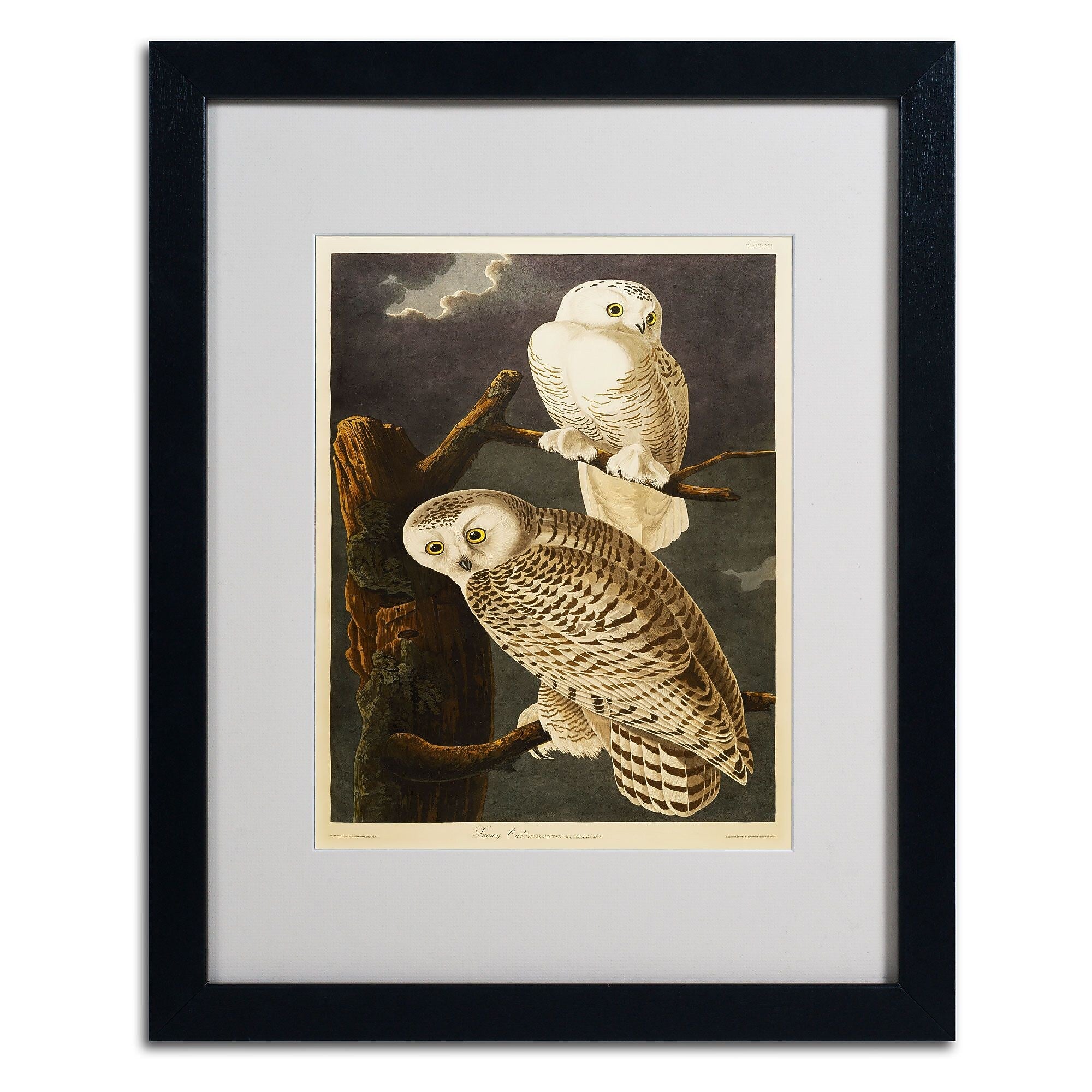 Trademark Fine Art 'Snowy Owl' 16" x 20" Black Frame Art