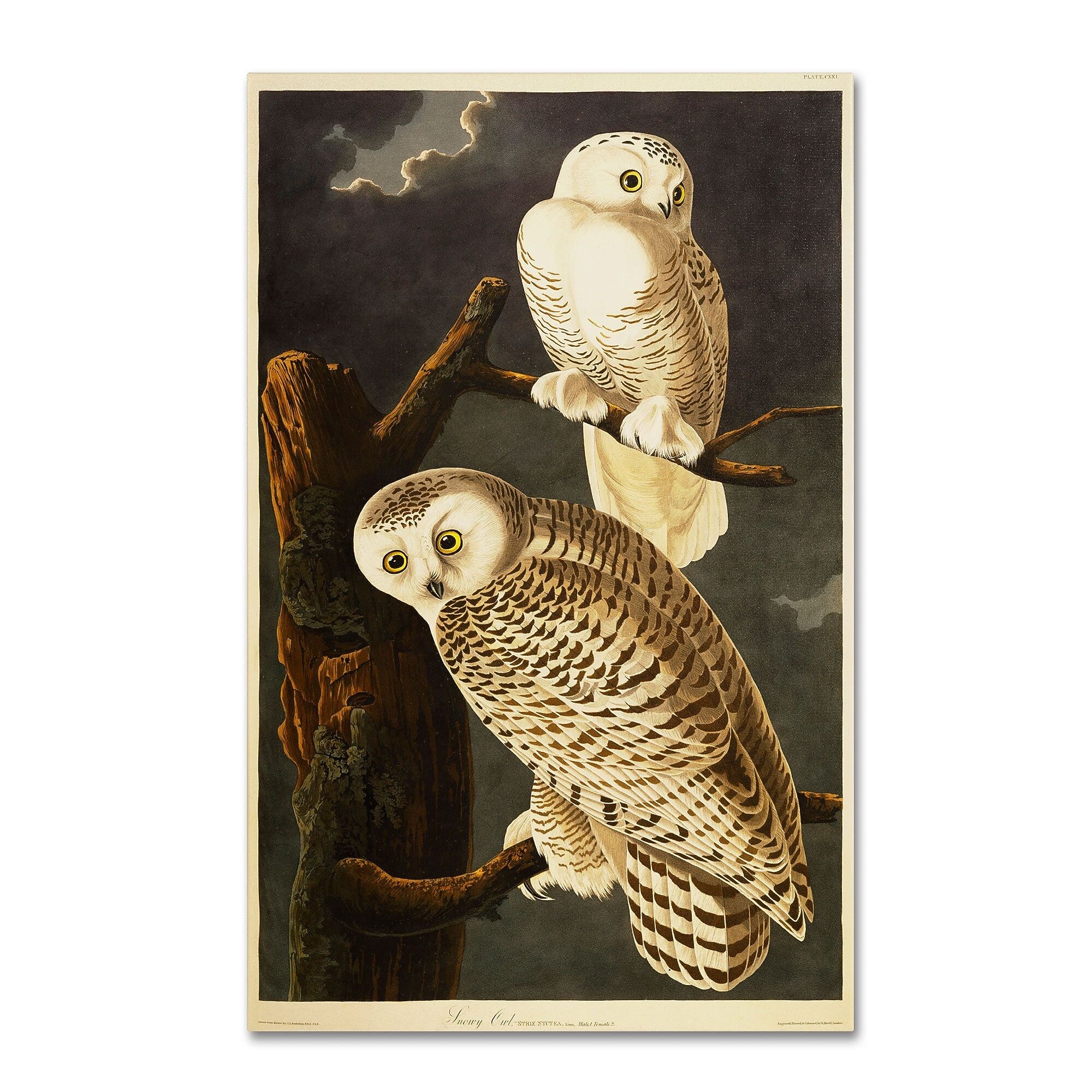 Trademark Fine Art 'Snowy Owl' 22" x 32" Canvas Art