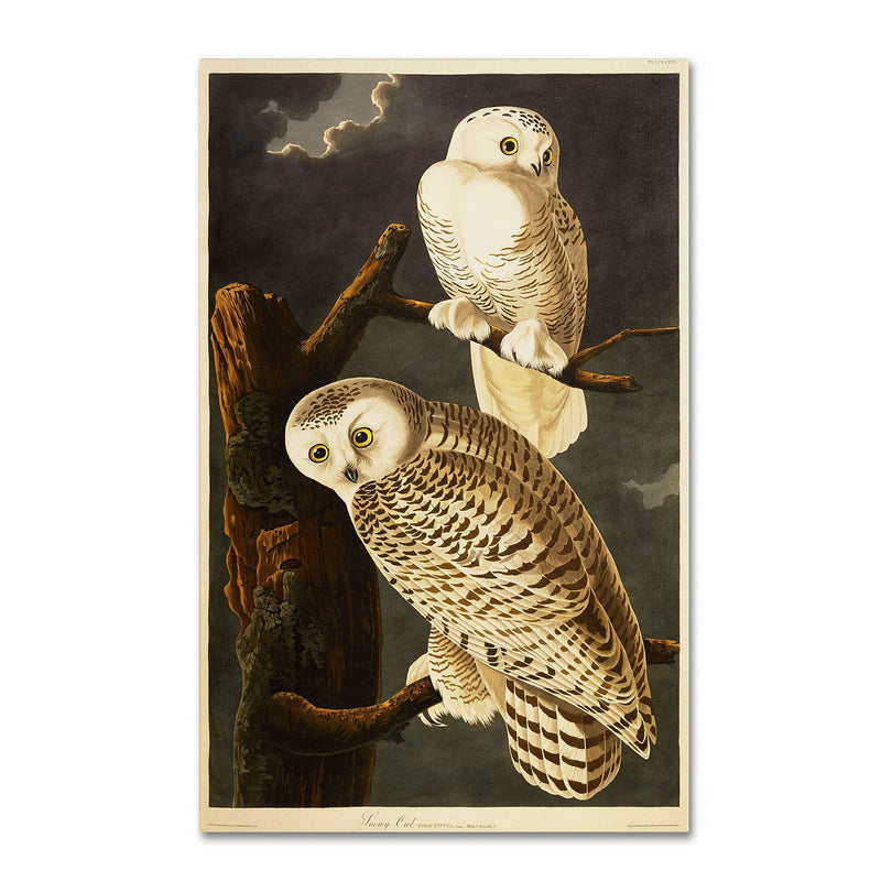 Trademark Fine Art 'Snowy Owl' 16" x 24" Canvas Art