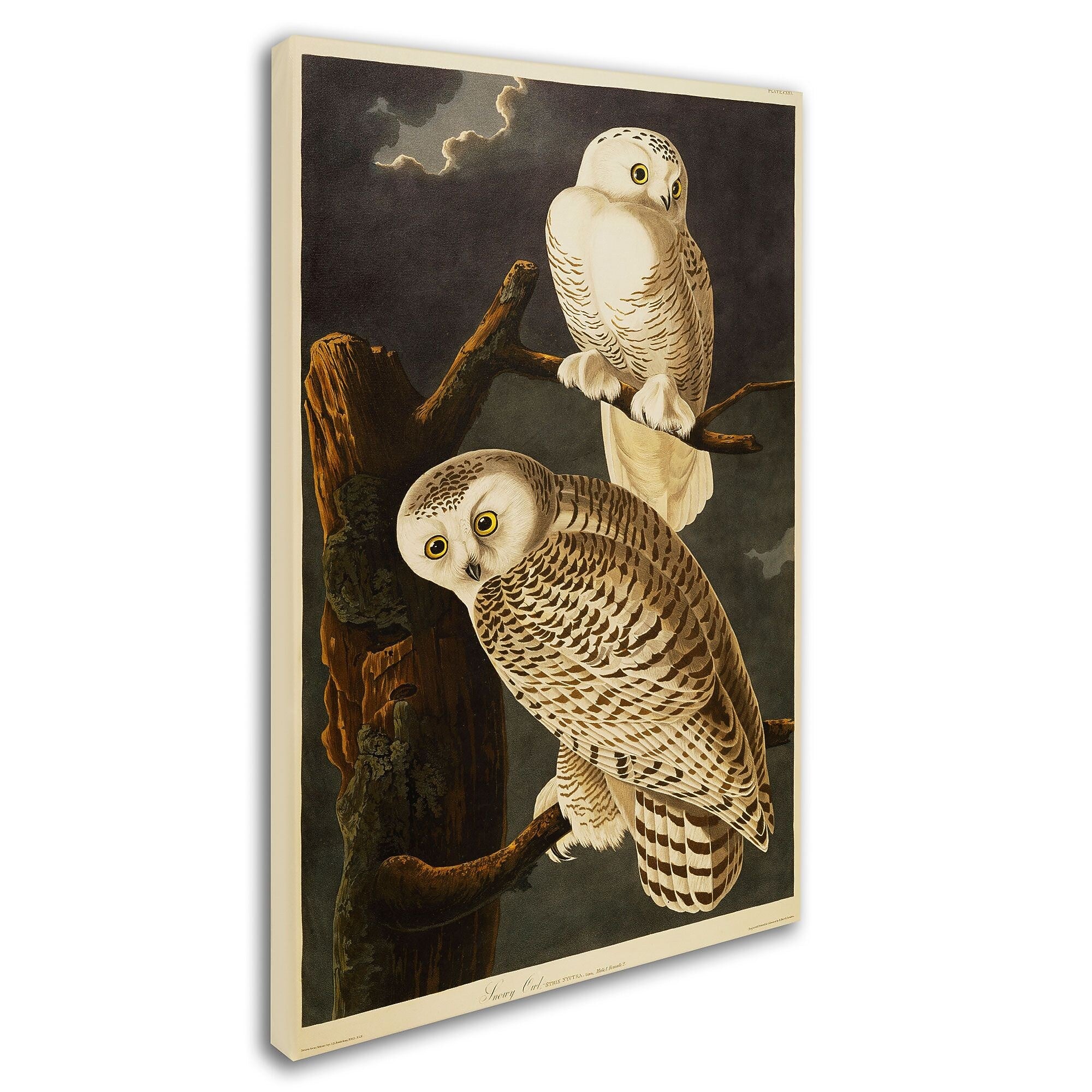 Trademark Fine Art 'Snowy Owl' 22" x 32" Canvas Art
