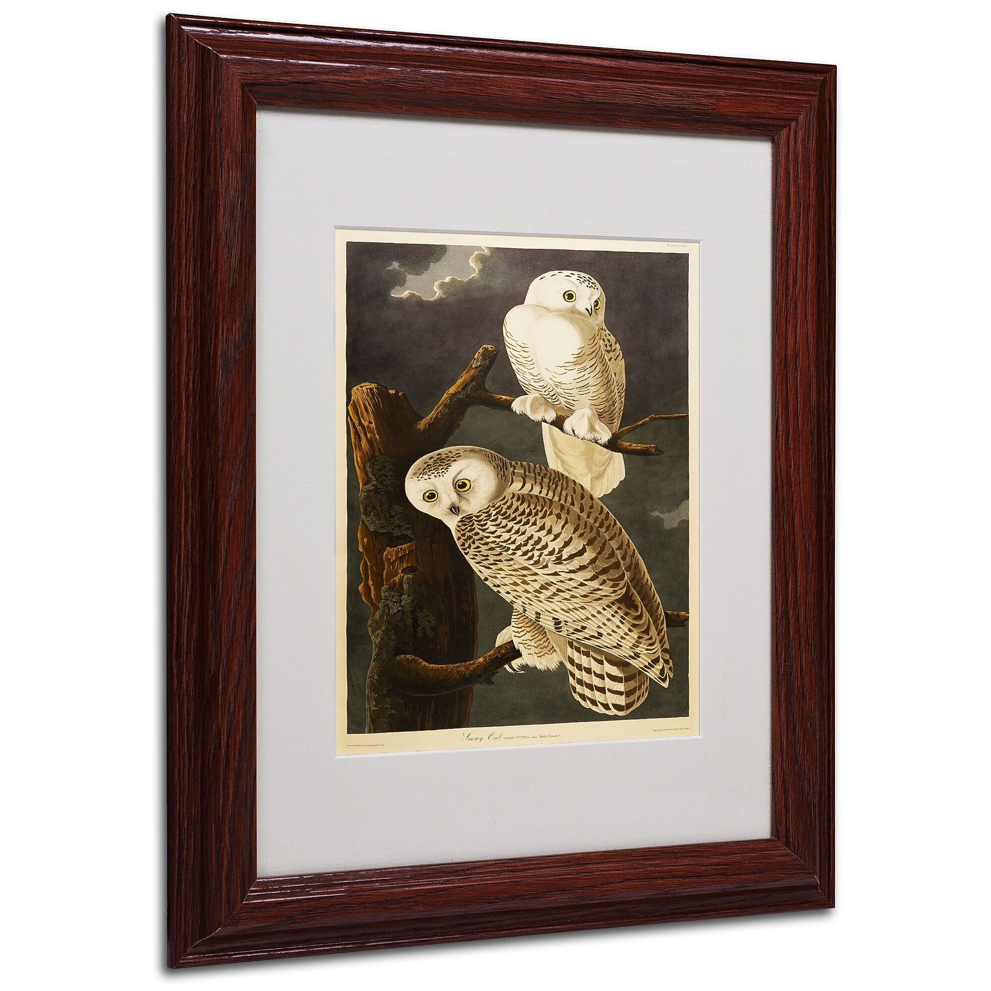 Trademark Fine Art 'Snowy Owl' 11" x 14" Wood Frame Art