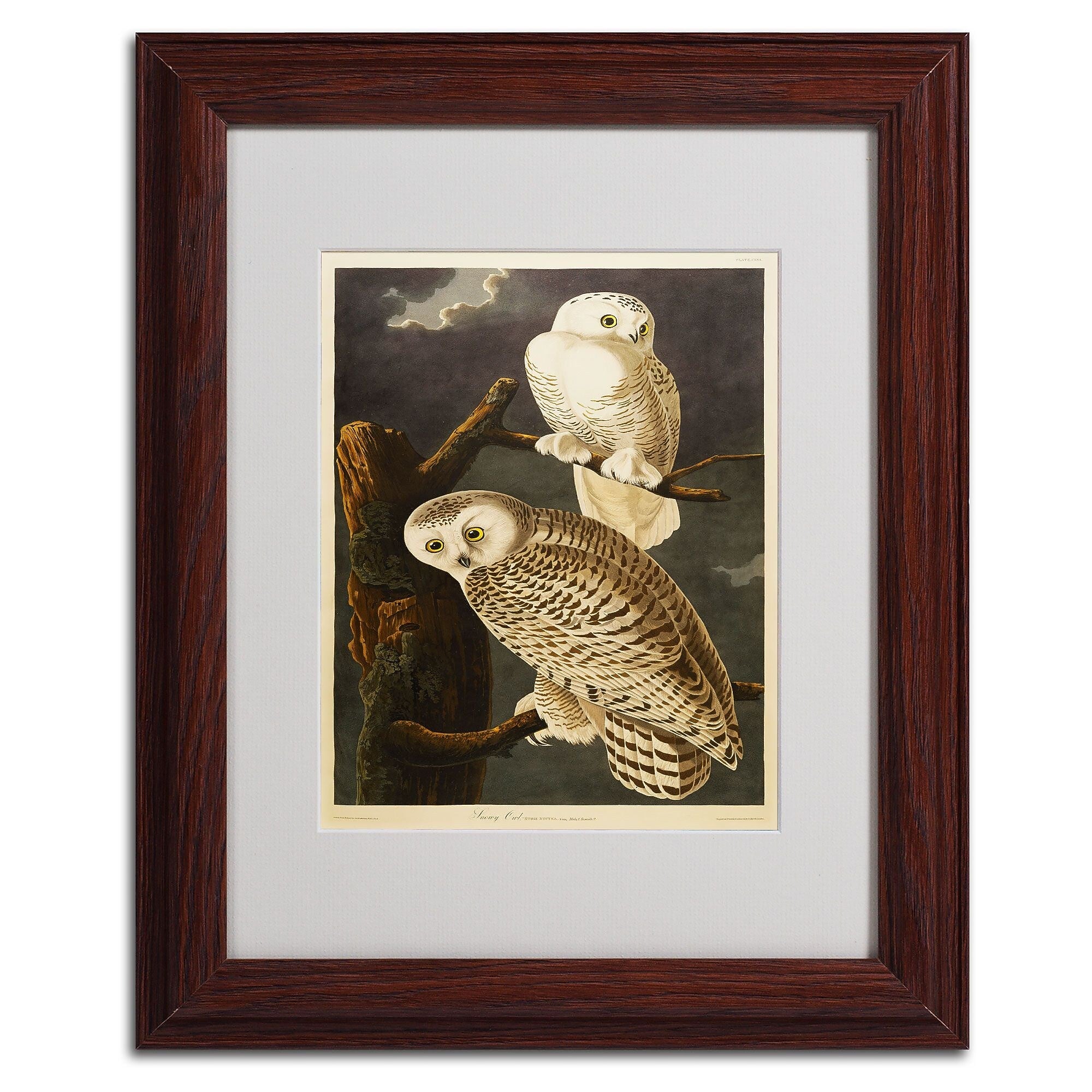 Trademark Fine Art 'Snowy Owl' 11" x 14" Wood Frame Art