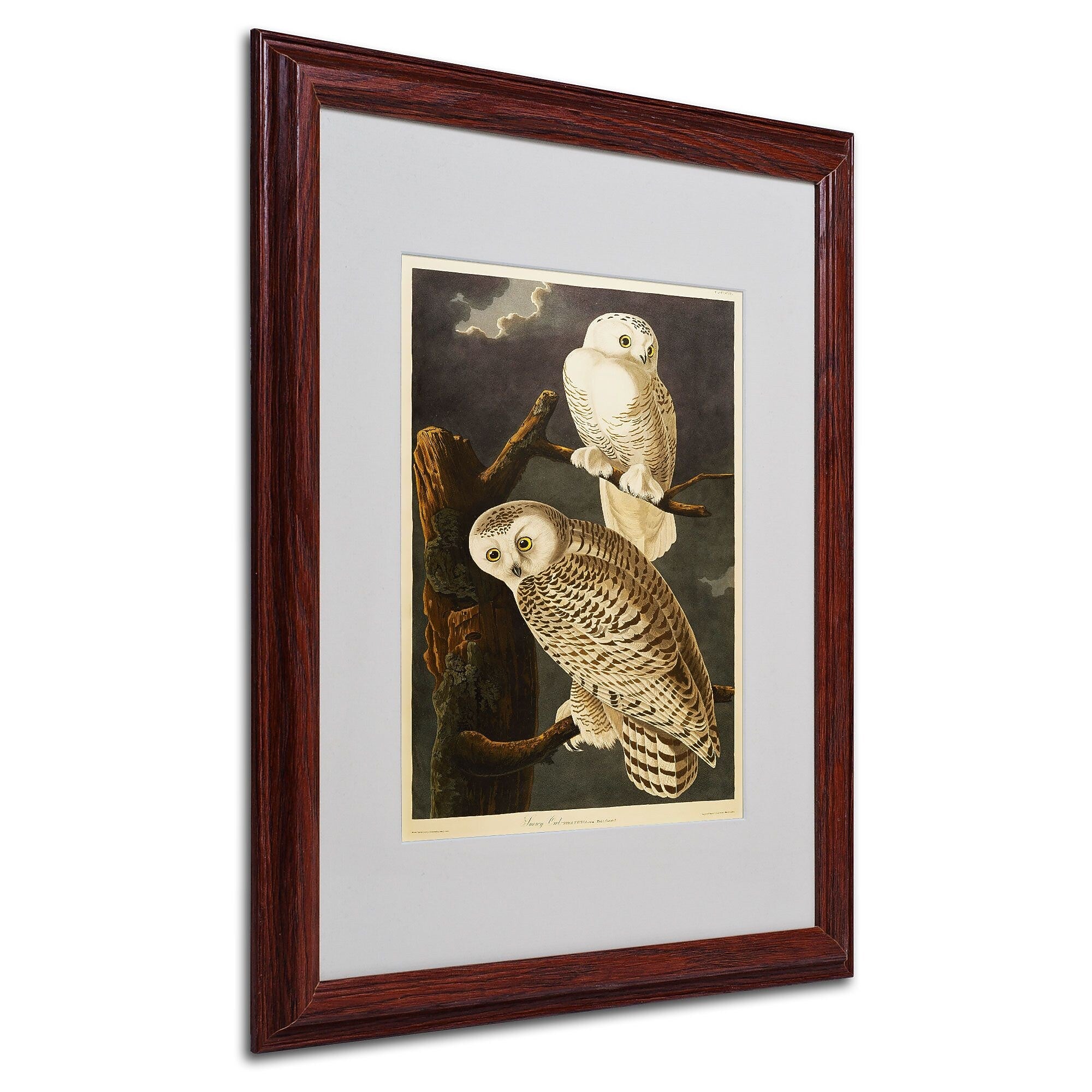 Trademark Fine Art 'Snowy Owl' 16" x 20" Wood Frame Art