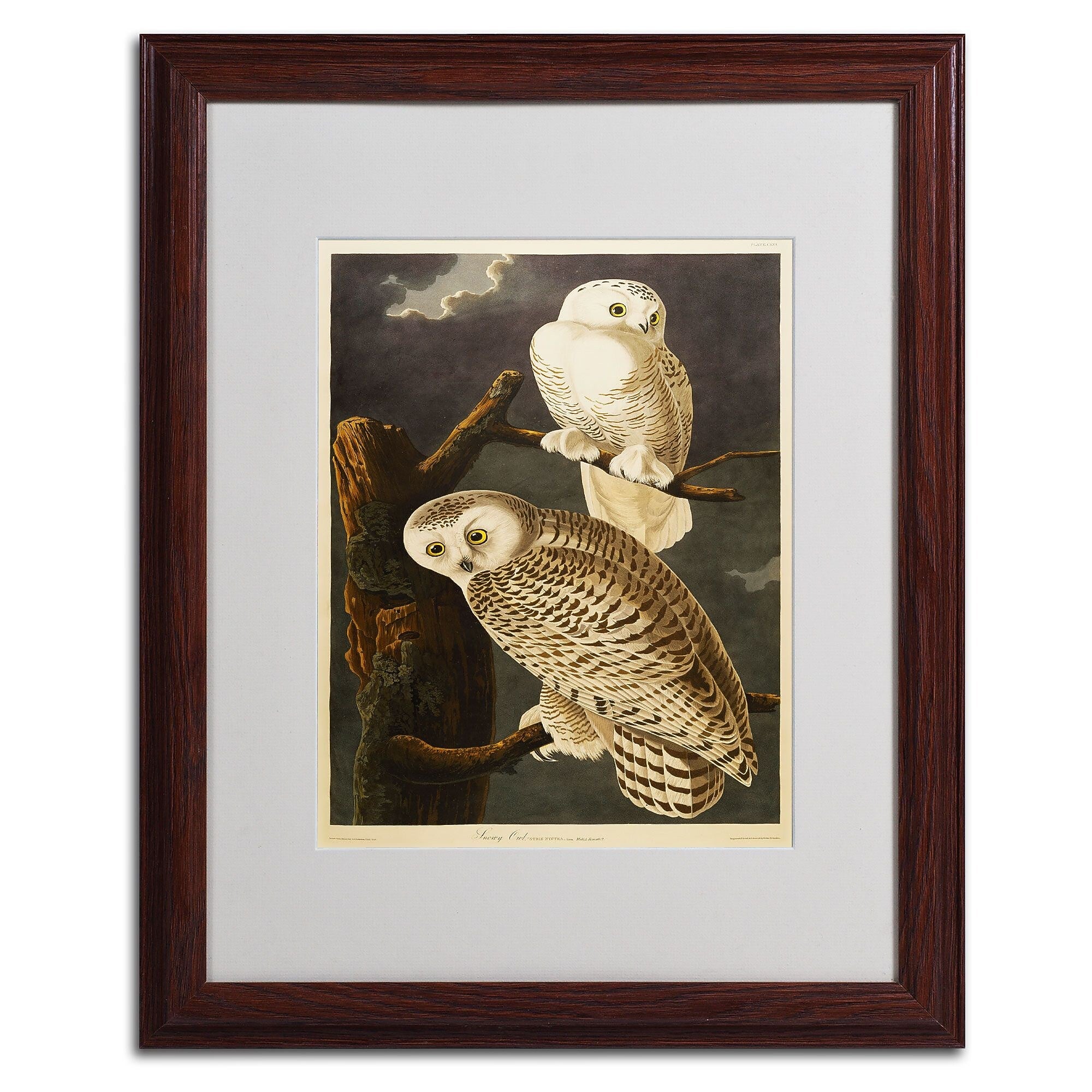 Trademark Fine Art 'Snowy Owl' 16" x 20" Wood Frame Art