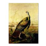 Trademark Fine Art 'American Wild Turkey Cock' 14" x 19" Canvas Art