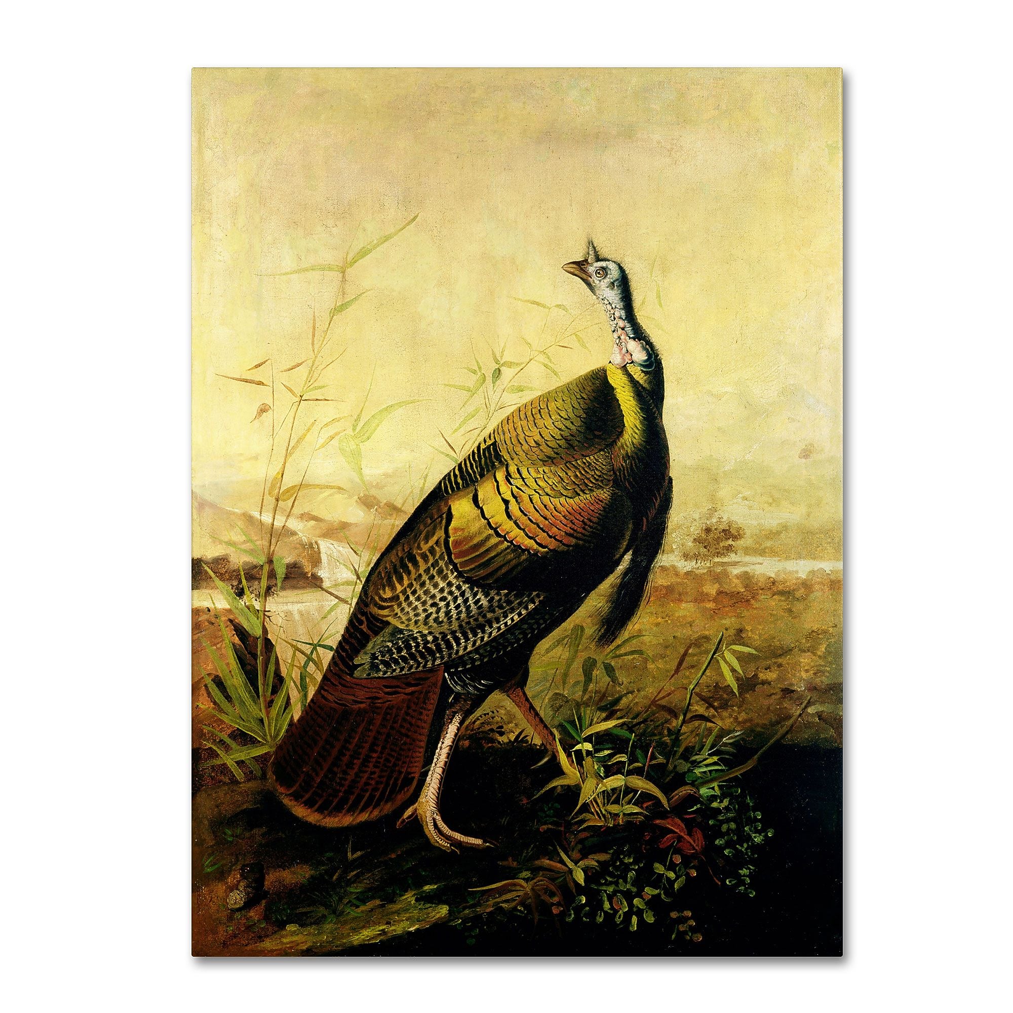 Trademark Fine Art 'American Wild Turkey Cock' 14" x 19" Canvas Art