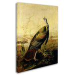Trademark Fine Art 'American Wild Turkey Cock' 14" x 19" Canvas Art