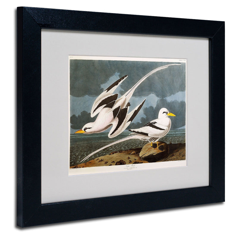 Trademark Fine Art 'Tropic Bird' 11" x 14" Black Frame Art