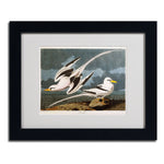 Trademark Fine Art 'Tropic Bird' 11" x 14" Black Frame Art