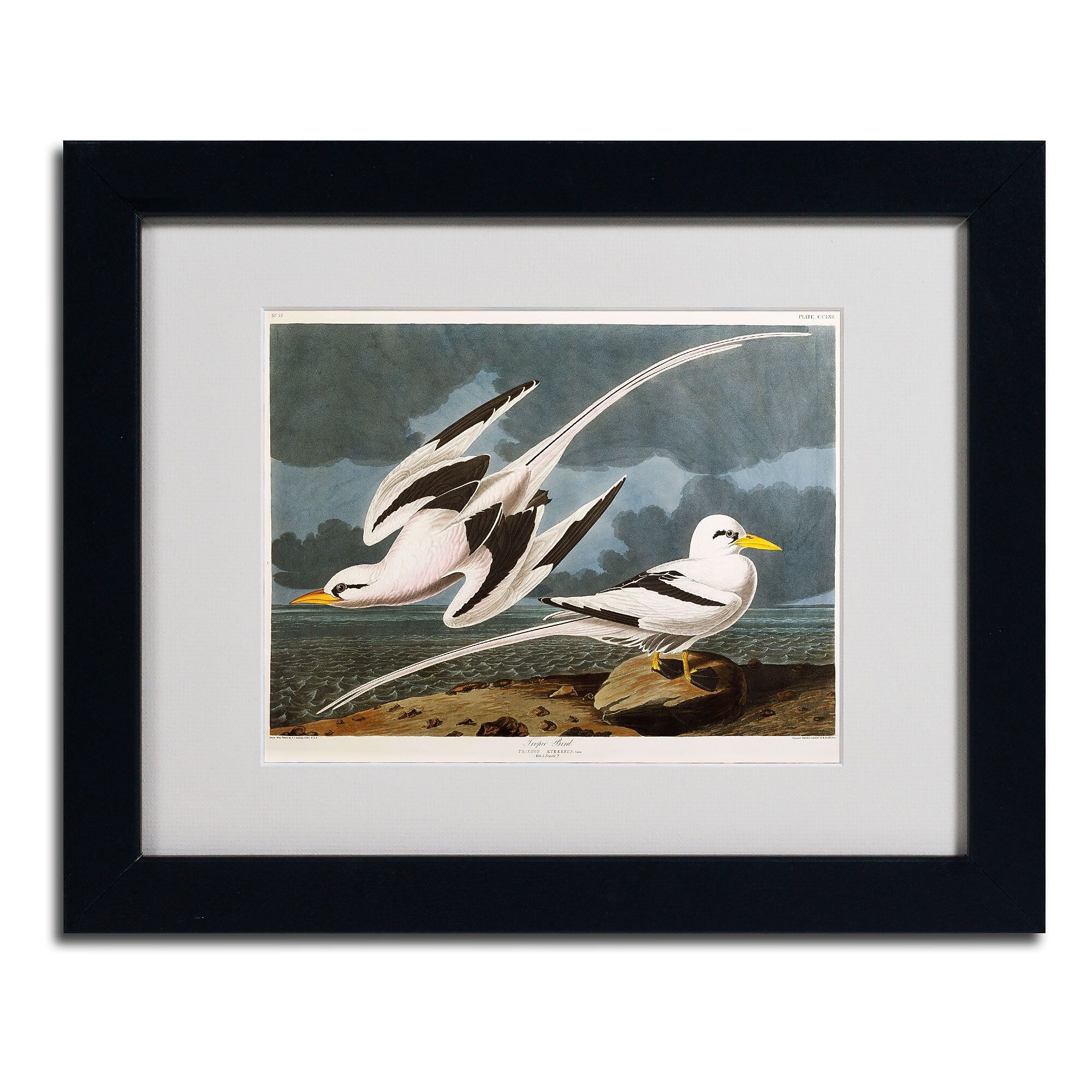 Trademark Fine Art 'Tropic Bird' 11" x 14" Black Frame Art