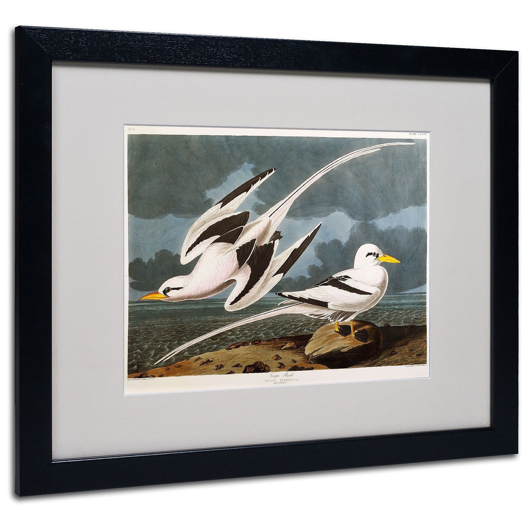 Trademark Fine Art 'Tropic Bird' 16" x 20" Black Frame Art