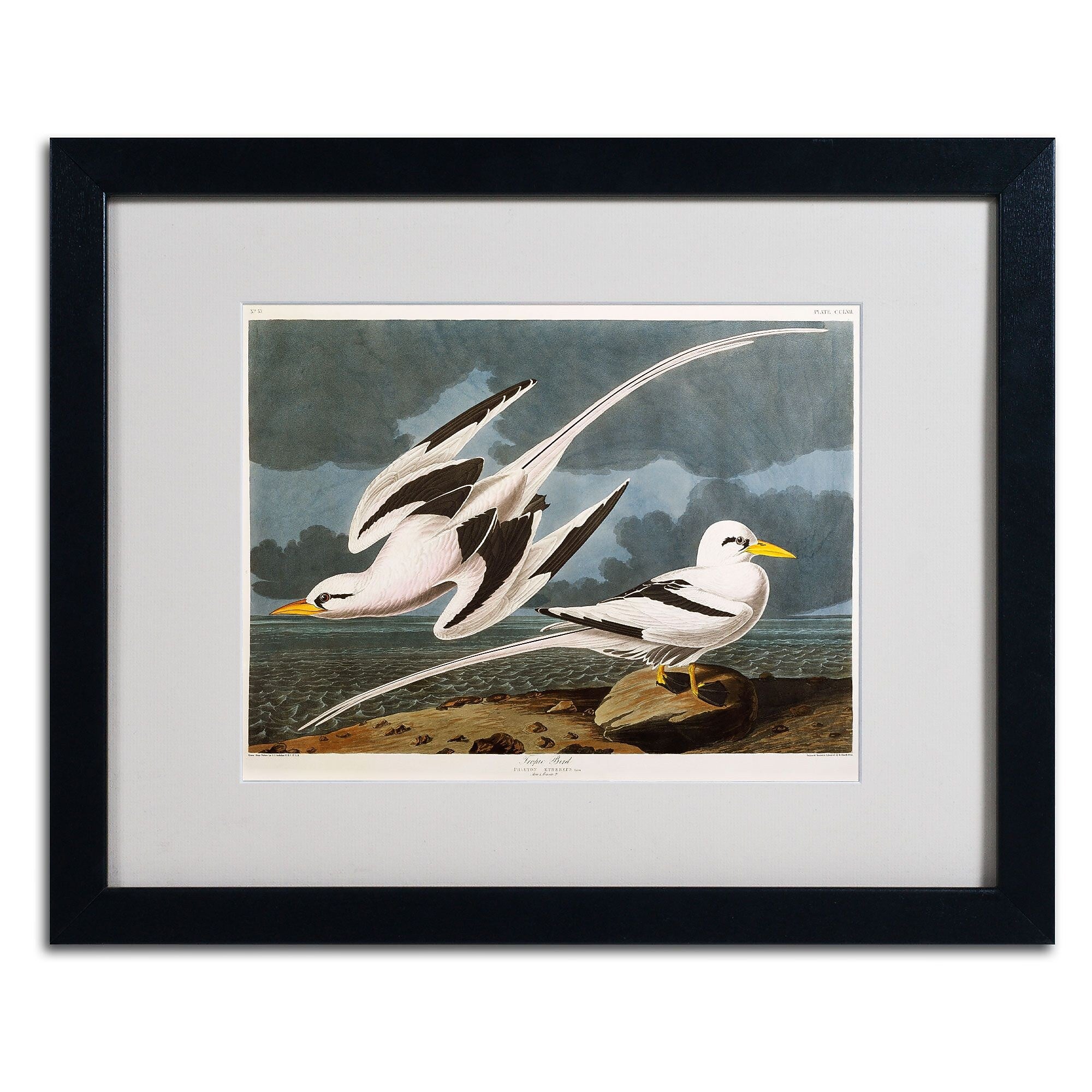 Trademark Fine Art 'Tropic Bird' 16" x 20" Black Frame Art