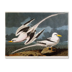 Trademark Fine Art 'Tropic Bird' 14" x 19" Canvas Art