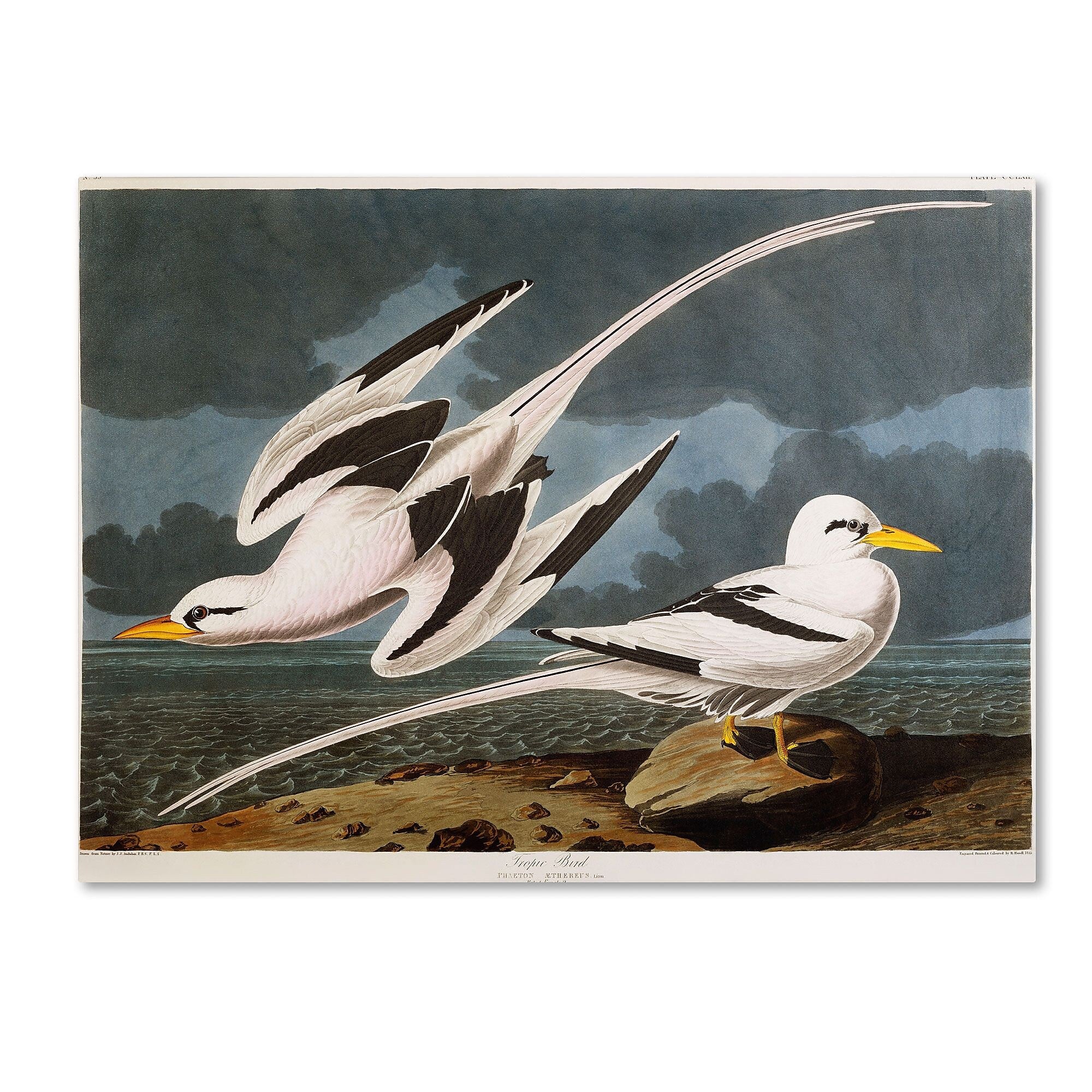 Trademark Fine Art 'Tropic Bird' 22" x 32" Canvas Art