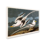 Trademark Fine Art 'Tropic Bird' 14" x 19" Canvas Art