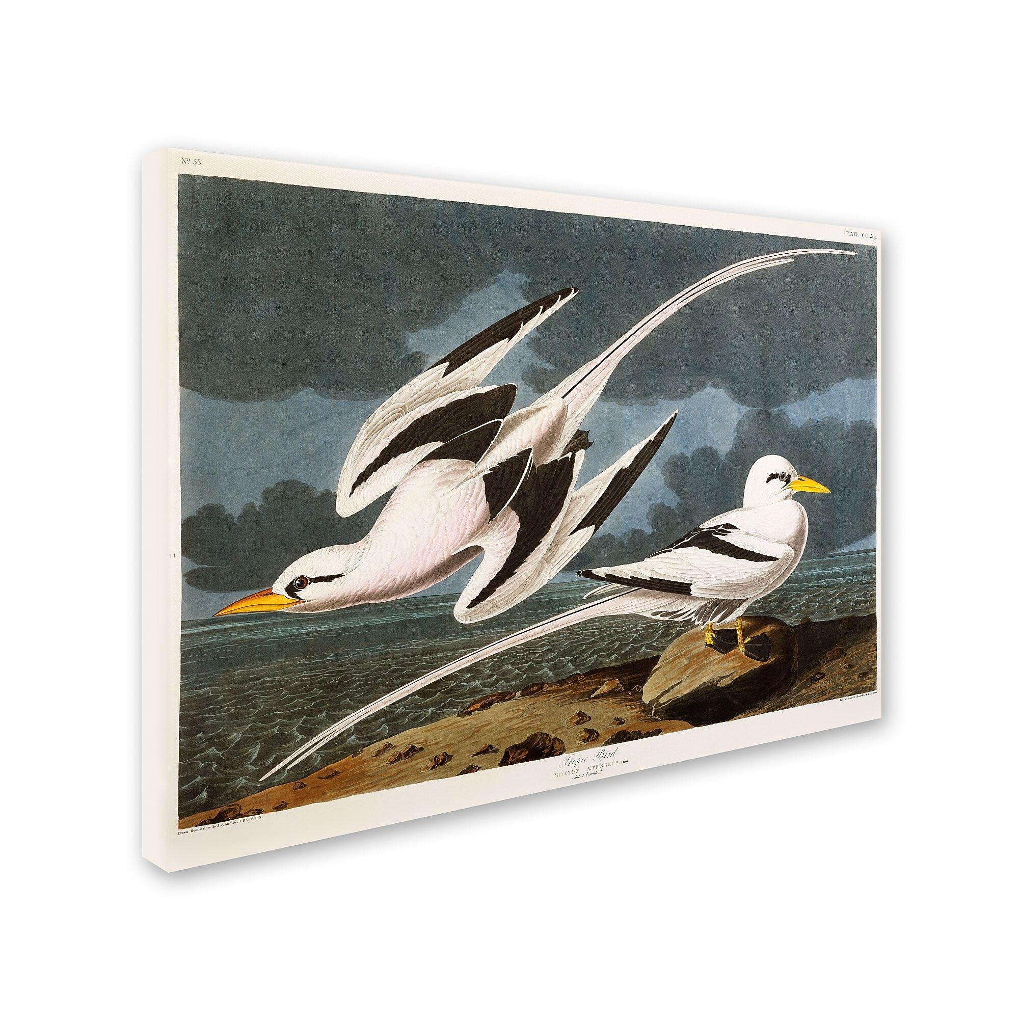 Trademark Fine Art 'Tropic Bird' 14" x 19" Canvas Art