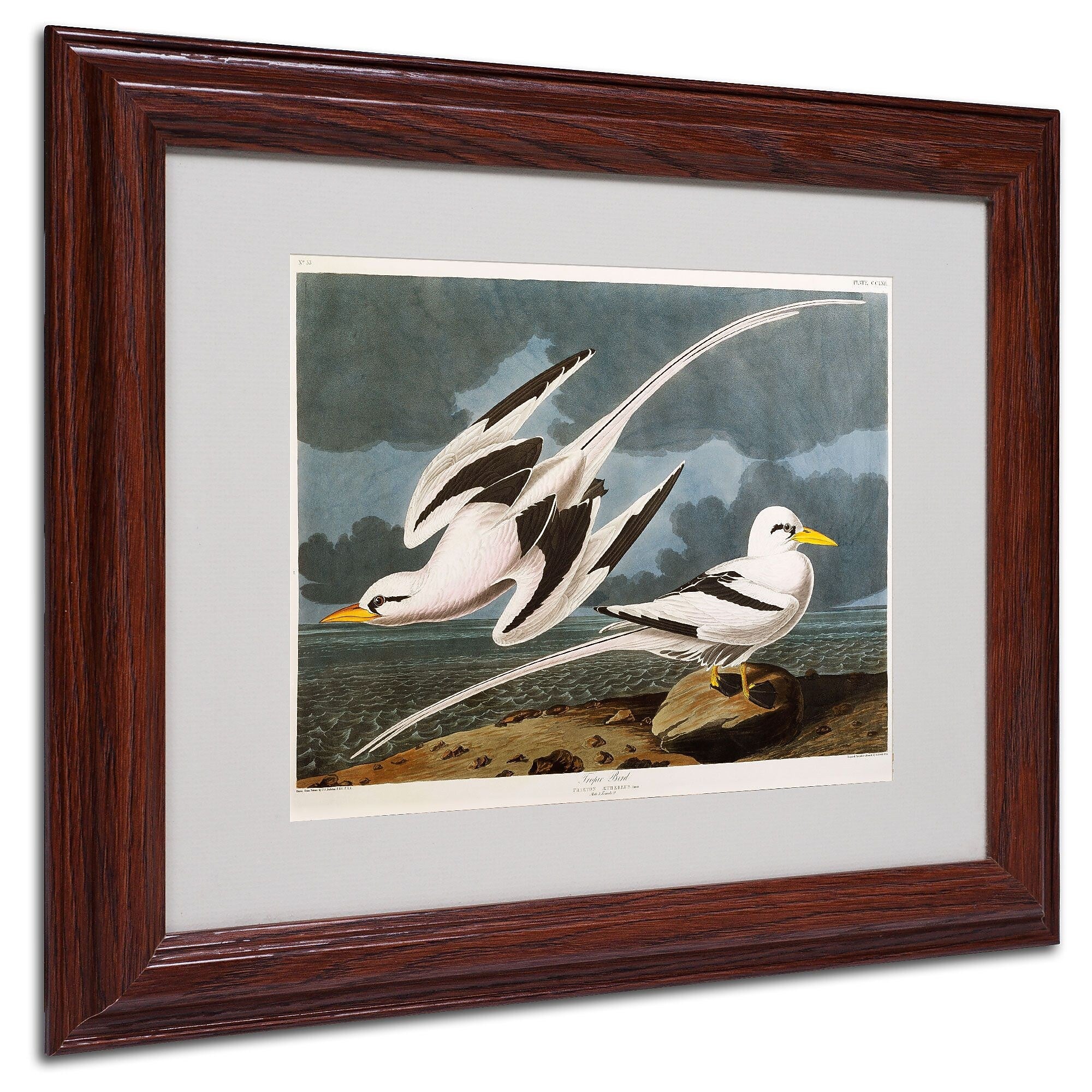 Trademark Fine Art 'Tropic Bird' 11" x 14" Wood Frame Art