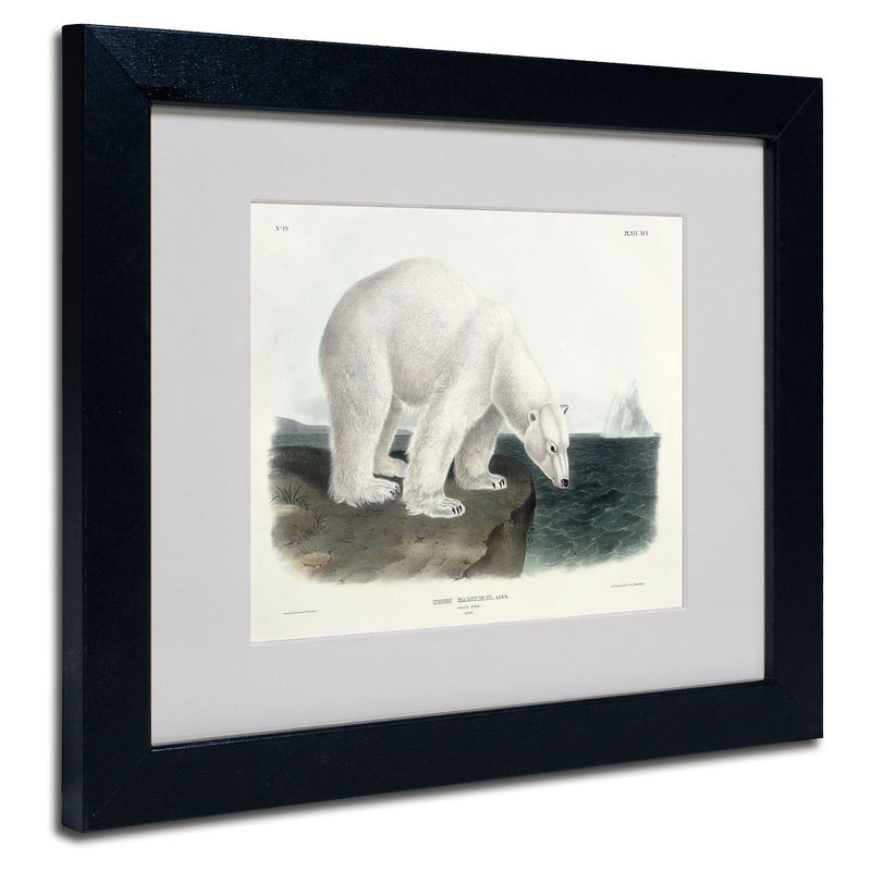 Trademark Fine Art 'Ursus Maritimus Polar Bear' 11" x 14" Black Frame Art