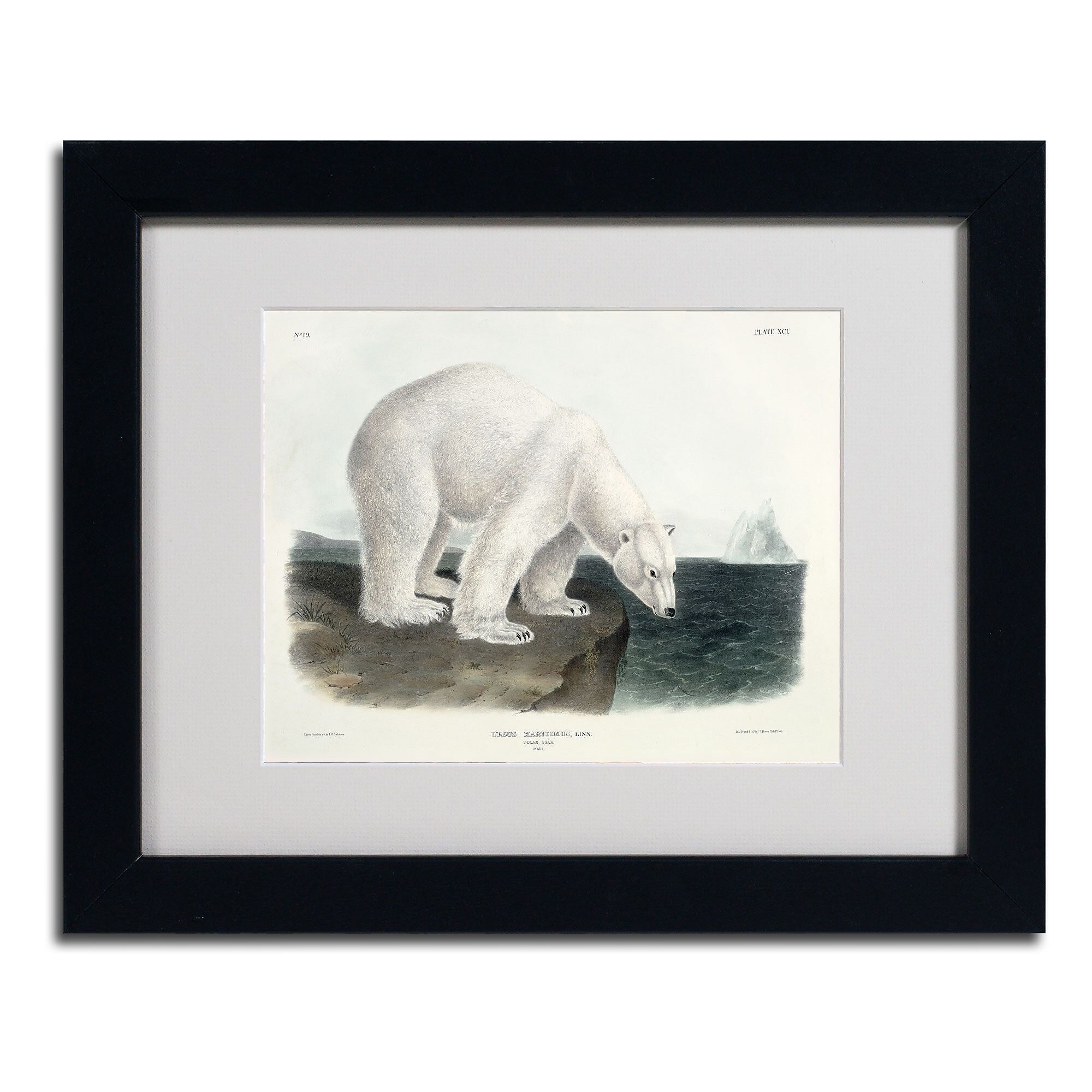 Trademark Fine Art 'Ursus Maritimus Polar Bear' 11" x 14" Black Frame Art
