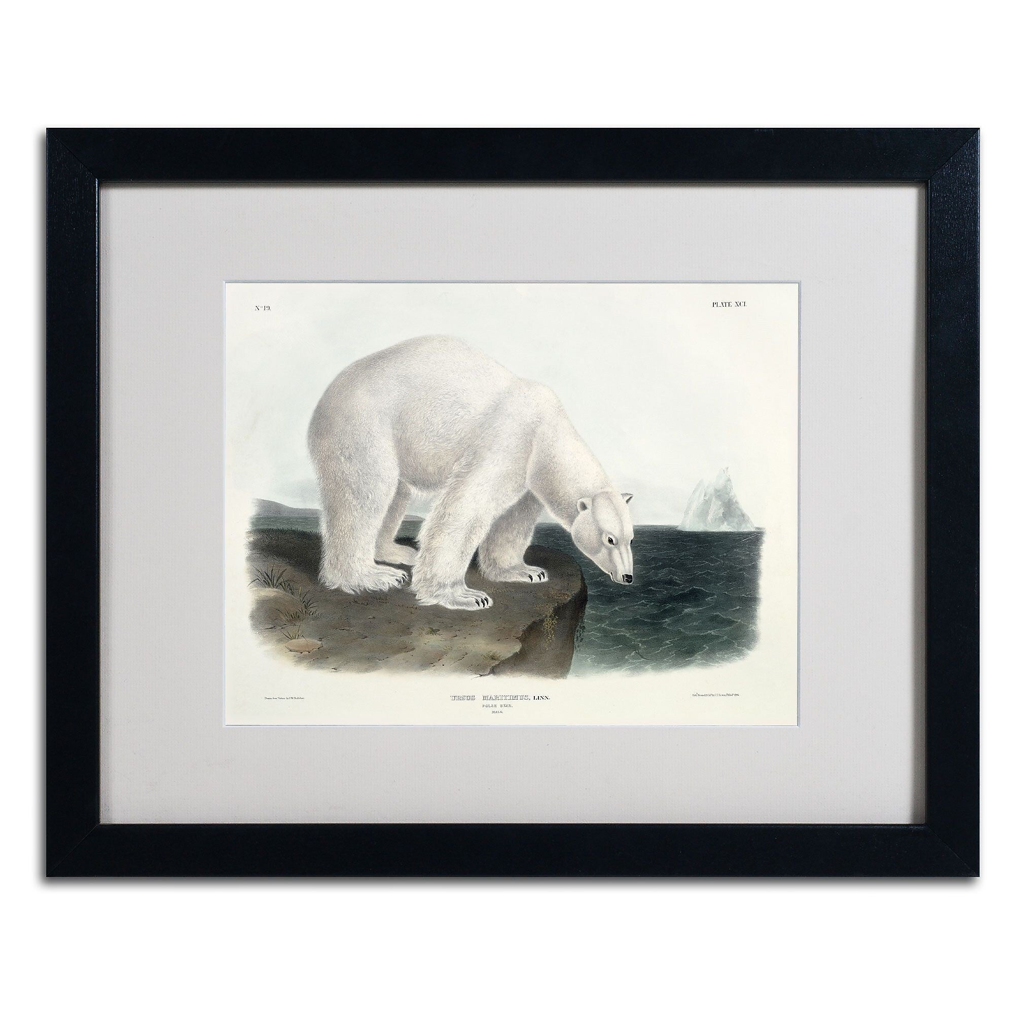 Trademark Fine Art 'Ursus Maritimus Polar Bear' 16" x 20" Black Frame Art