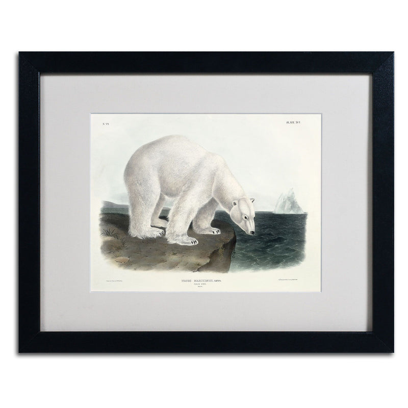 Trademark Fine Art 'Ursus Maritimus Polar Bear' 16" x 20" Black Frame Art
