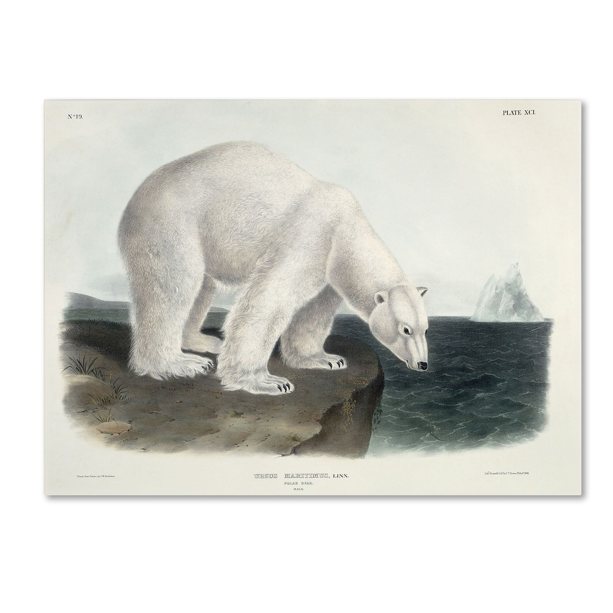 Trademark Fine Art 'Ursus Maritimus Polar Bear' 18" x 24" Canvas Art