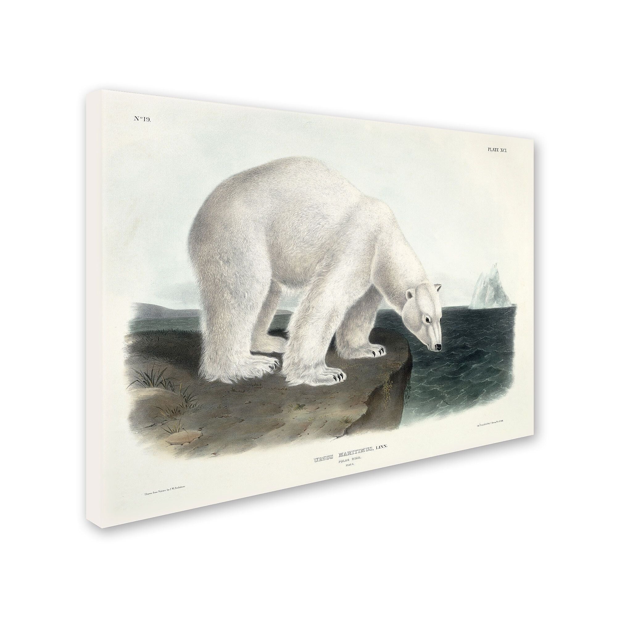 Trademark Fine Art 'Ursus Maritimus Polar Bear' 14" x 19" Canvas Art