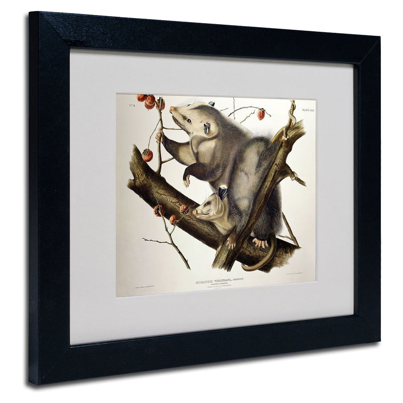 Trademark Fine Art 'Virginian Opossum' 11" x 14" Black Frame Art