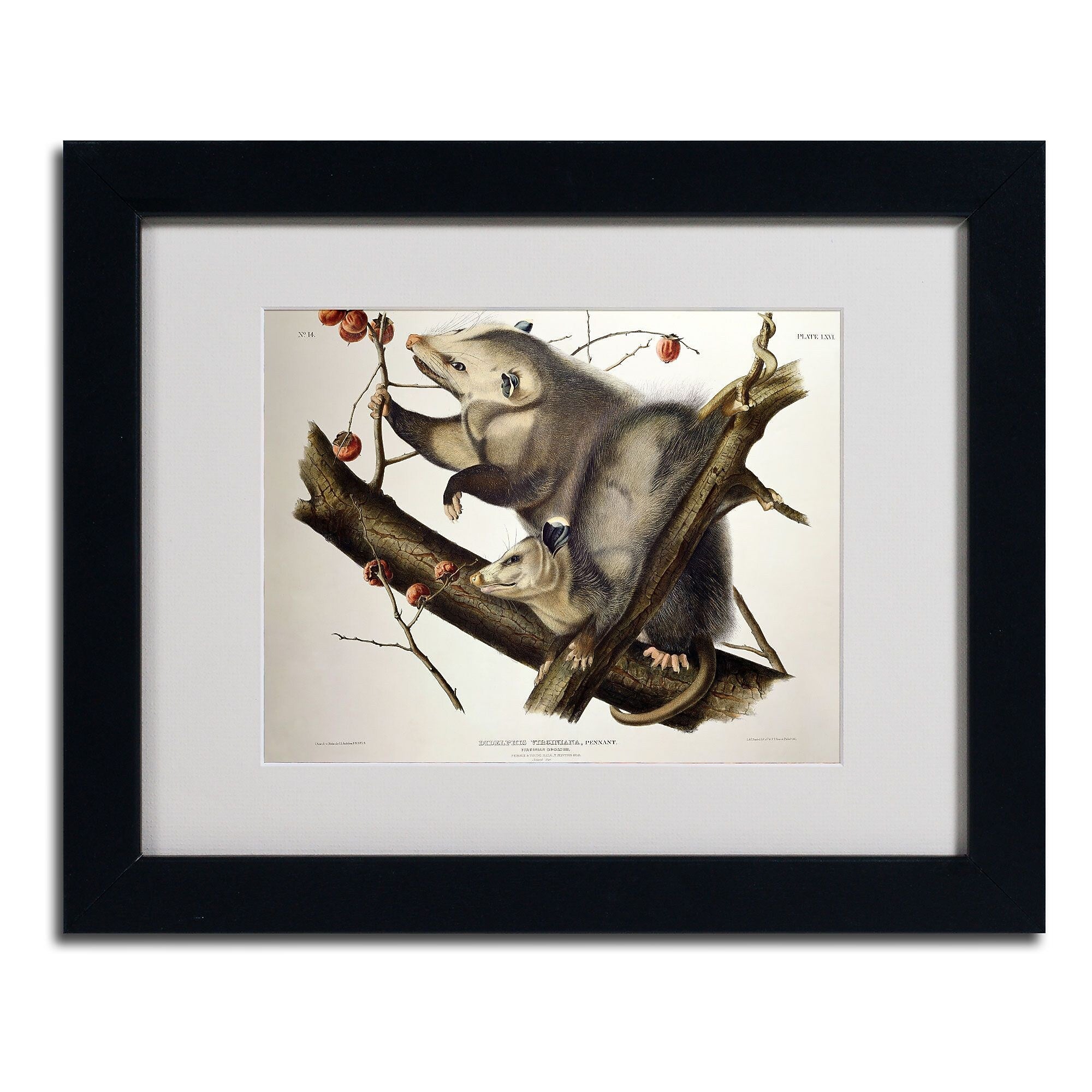 Trademark Fine Art 'Virginian Opossum' 11" x 14" Black Frame Art