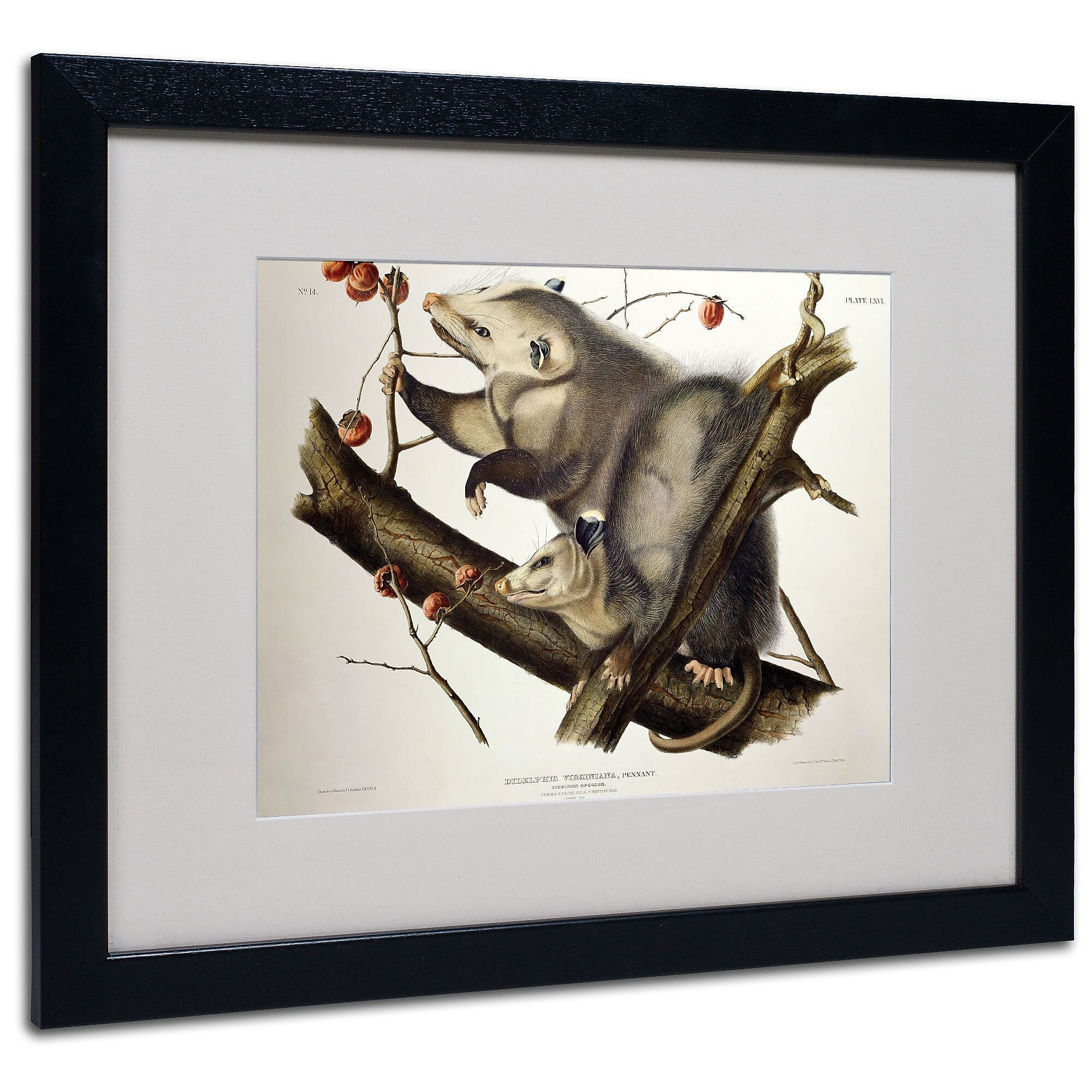 Trademark Fine Art 'Virginian Opossum' 16" x 20" Black Frame Art
