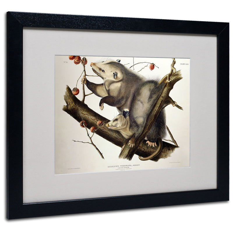 Trademark Fine Art 'Virginian Opossum' 16" x 20" Black Frame Art