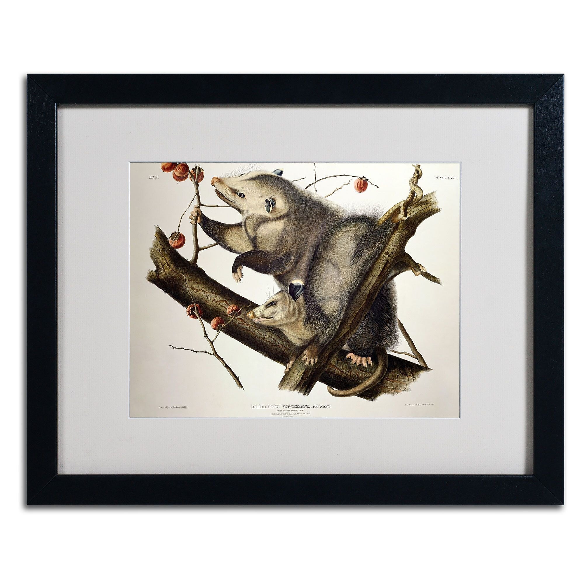 Trademark Fine Art 'Virginian Opossum' 16" x 20" Black Frame Art