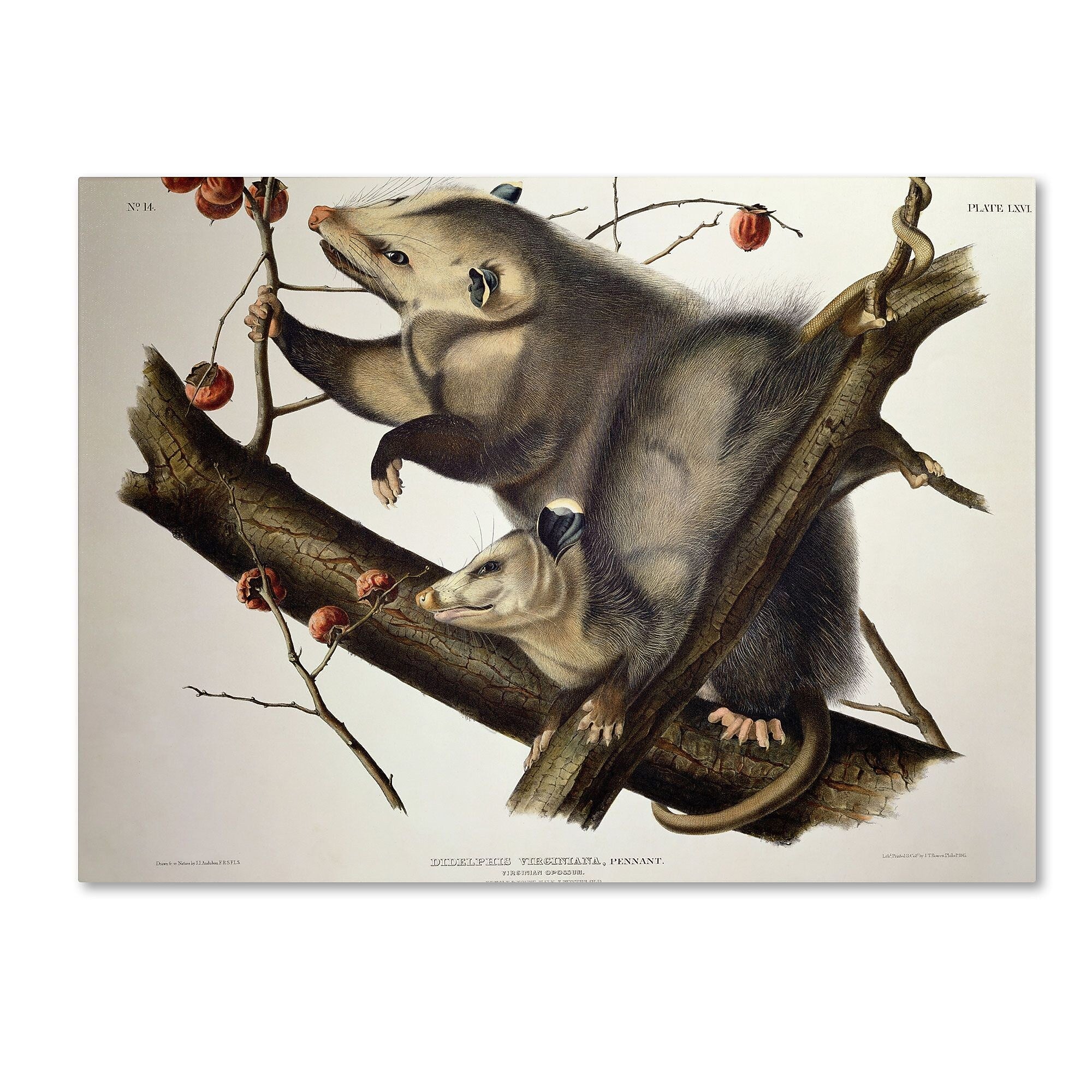 Trademark Fine Art 'Virginian Opossum' 35" x 47" Canvas Art