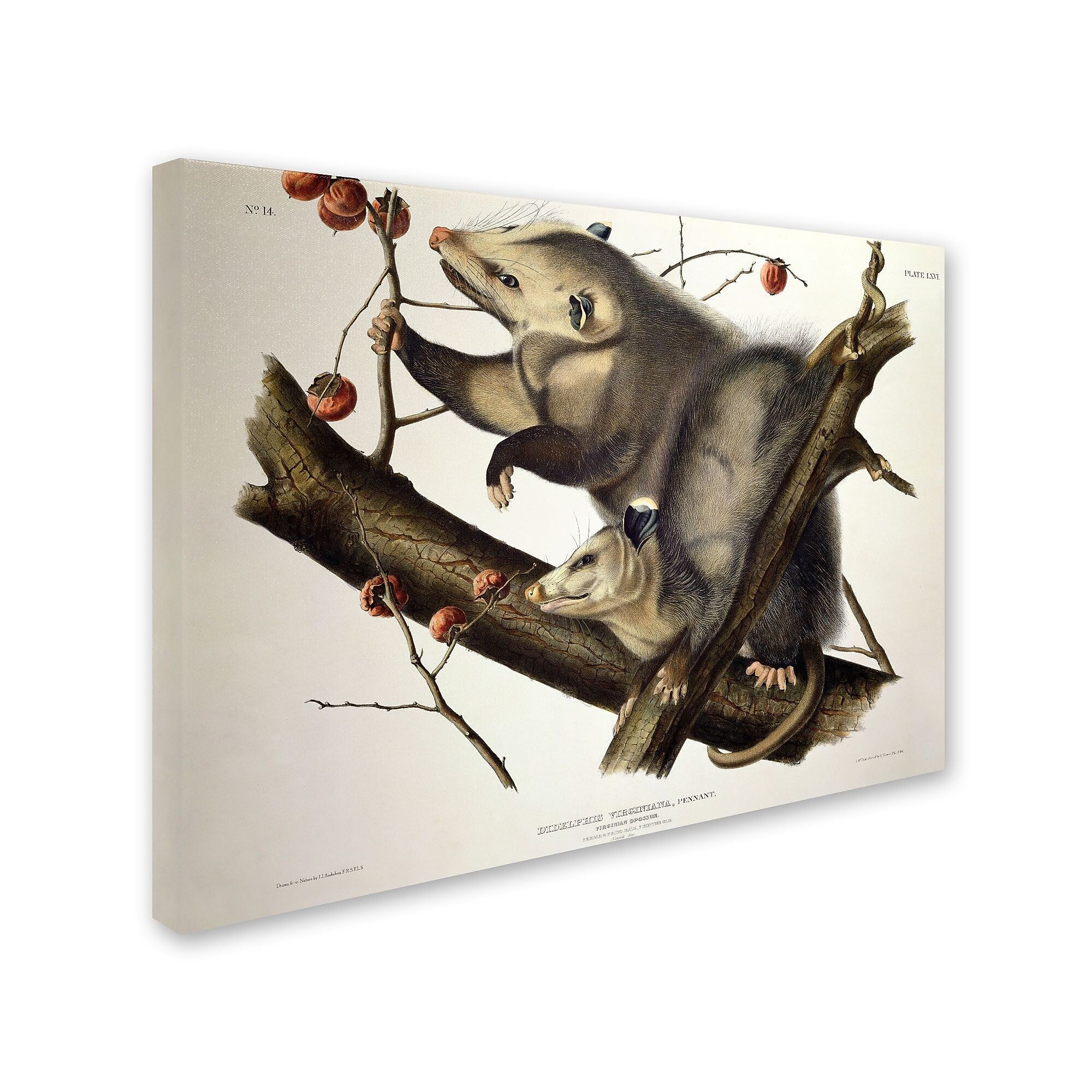 Trademark Fine Art 'Virginian Opossum' 35" x 47" Canvas Art