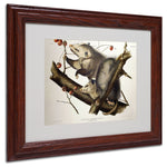 Trademark Fine Art 'Virginian Opossum' 11" x 14" Wood Frame Art