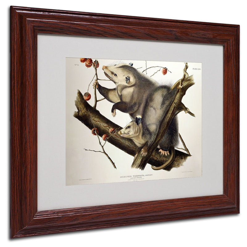 Trademark Fine Art 'Virginian Opossum' 11" x 14" Wood Frame Art